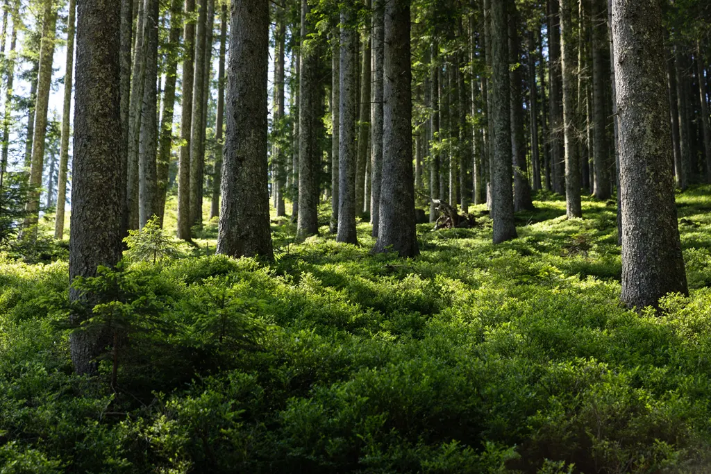 Wagrain-Kleinarl Bad Reihenhall - Re:Gen Travel - Galerie Sommer