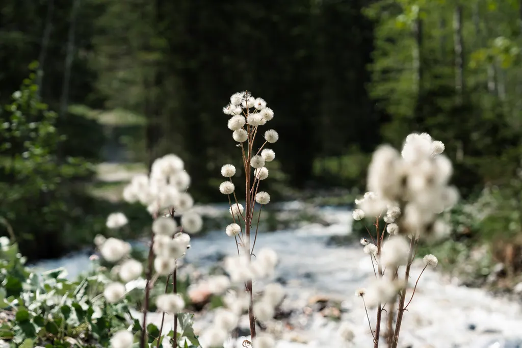 Wagrain-Kleinarl Bad Reihenhall - Re:Gen Travel - Galerie Sommer